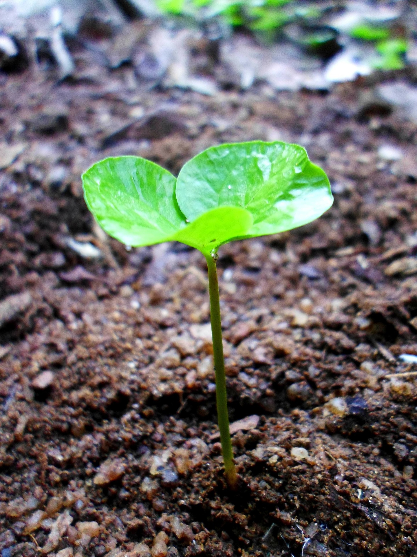 green recovery