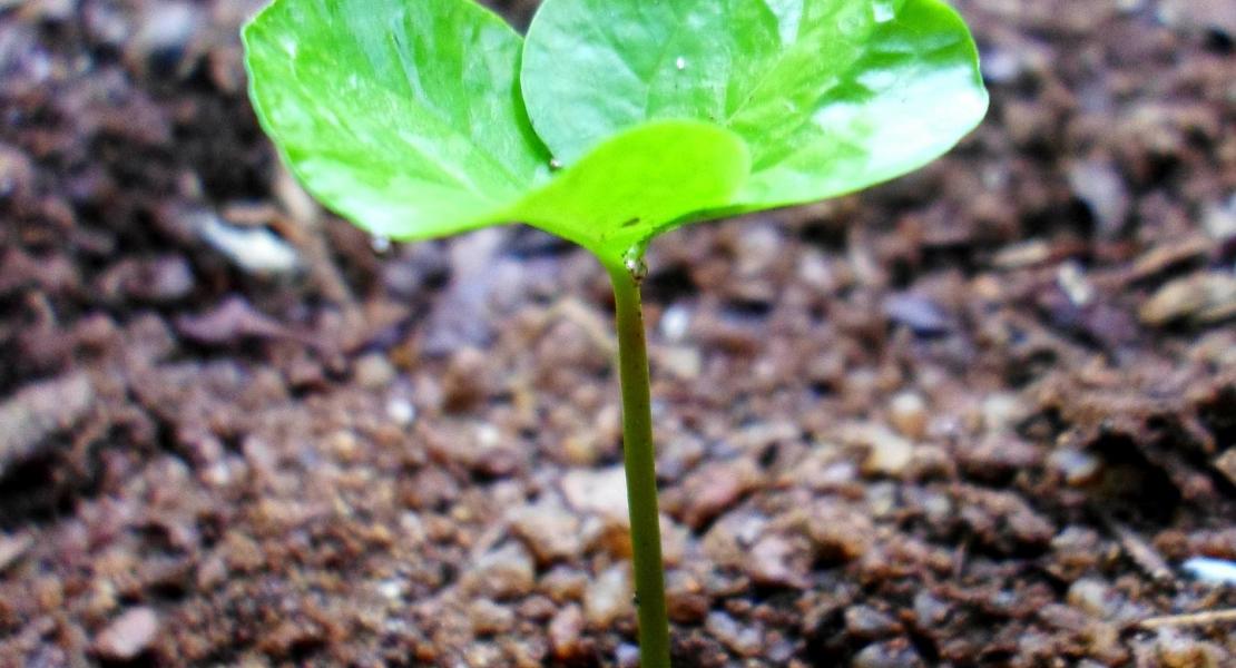 green recovery